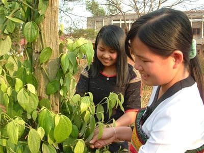 Hồ tiêu Việt Nam thu hút sự chú ý từ thị trường châu Âu và châu Mỹ