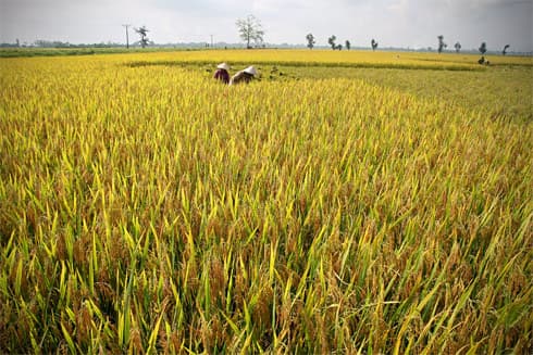 Quản lý chặt chẽ đất trồng lúa