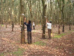 Nâng cao năng suất vườn cây, cải thiện đời sống người lao động