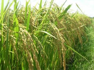 Tái hiện nhiều mô hình trồng lúa tại Festival lúa gạo Việt Nam
