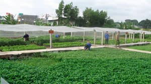 Nuôi quân giỏi, phòng bệnh tốt
