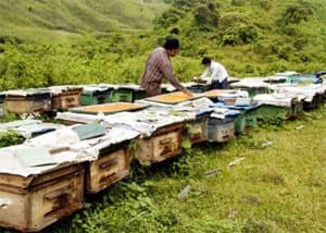 "Đàn ong khuyến học" ở Trường Xuân