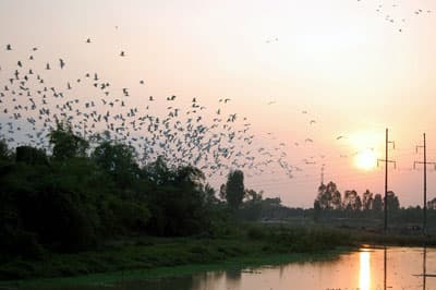 Bình yên đảo cò Hồ Nga
