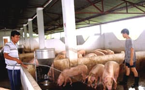 Sức sống trên cát nóng