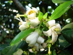 Hương bưởi