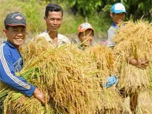 Đảm bảo an ninh lương thực quốc gia: Nông dân phải có lãi trên 30% so với giá thành