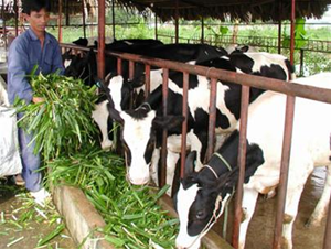 Sẽ đáp ứng 40% nhu cầu về sữa vào năm 2020