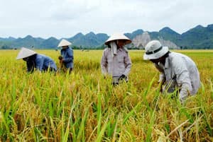 Hiệp hội Lương thực Việt Nam mua 800.000 tấn lúa hè-thu