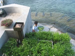 Giữ sạch môi trường trên đảo