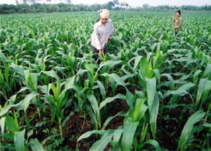 Kiến nghị kéo dài thời hạn kích cầu nông nghiệp