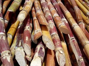 Không khởi động ép mía sớm
