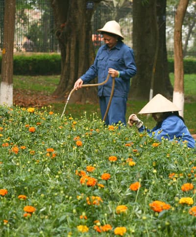 Chiều trong Bách thảo