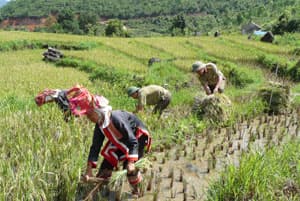 Sức sống mới ở biên cương Bình Liêu