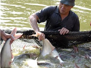 Cá tra tăng giá 200 - 400 đồng/kg: Nông dân ĐBSCL hòa vốn