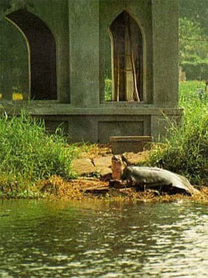 Rùa hồ Gươm