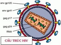 Mỹ: Tìm ra hai kháng thể mạnh chống HIV