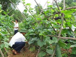 Ghi ở một phân đội nuôi quân giỏi