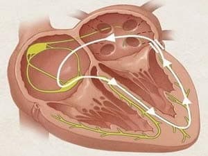 Phát hiện một chục gen giúp kiểm soát nhịp tim