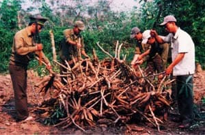 “Cổ tích” trên đại ngàn Cù Bai