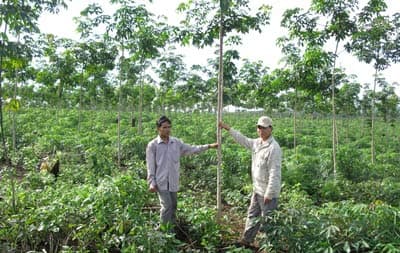 37 nghìn ha cao su được trồng mới