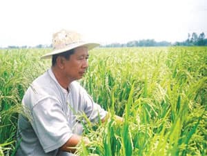 Độc đáo “Quỹ cốc” ở Đồng Tháp Mười