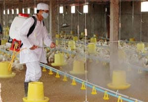 Hàng ngàn gia cầm chết vì nhiễm virus H5N1