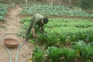 Mèo Vạc, đá cũng phải “cúi đầu”!