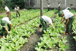 Đề cao quan điểm “Thực túc, binh cường”