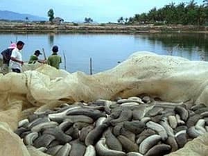 Hải sâm mang hy vọng cho các chủ trại nuôi tôm