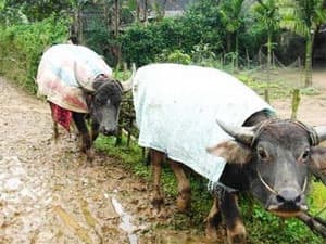 Tỉnh Lào Cai đã xuất hiện tình trạng trâu bị chết rét