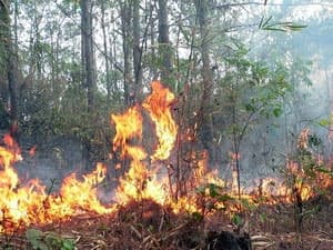 Cháy hơn 3ha rừng thông tại khu du lịch Đồ Sơn
