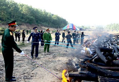 Tiêu hủy gần 8 tấn nhựa cần sa