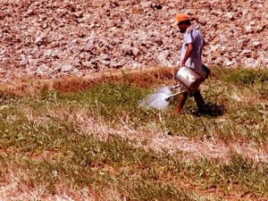 Kiên Giang: Xâm nhập mặn "giết" hàng ngàn ha lúa