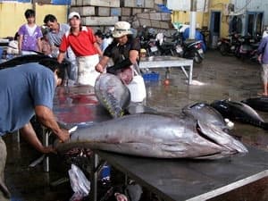 Thành lập Hiệp hội Cá ngừ VN với 36 thành viên
