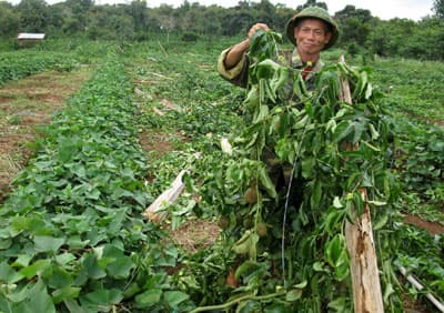 Ngang nhiên huỷ hoại tài sản trị giá hơn 400 triệu đồng của người dân