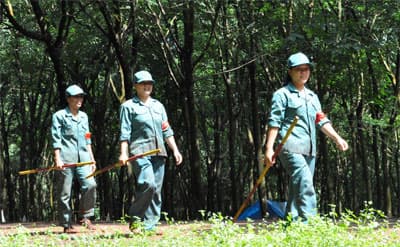 Nhức nhối nạn trộm mủ cao su