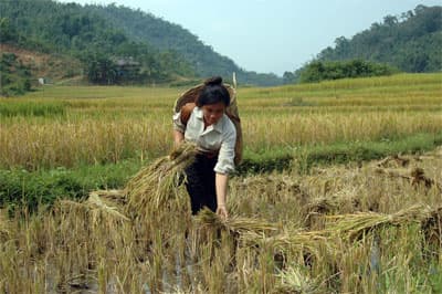 Đưa dân về bản