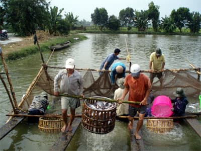 Thăng trầm cá tra xuất khẩu