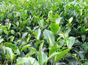 Chè xanh quê tôi