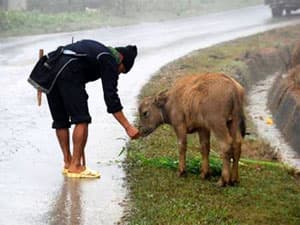 Quảng Bình: Hàng trăm trâu bò chết do rét đậm rét hại
