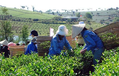 Bế mạc Lễ hội Văn hoá trà Lâm Đồng