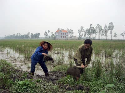 Một mẫu ruộng và 3 cử nhân