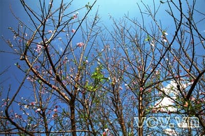 Đào rừng Mộc Châu về xuôi đón Tết