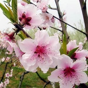 Xuân đang về