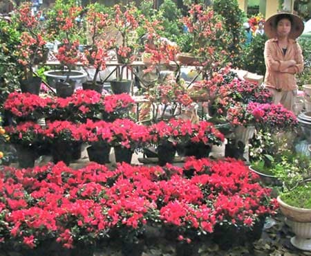 Nỗi niềm hoa Tết