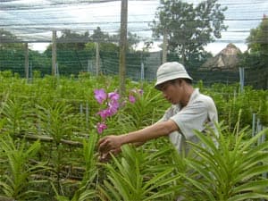 Triệu phú hoa lan