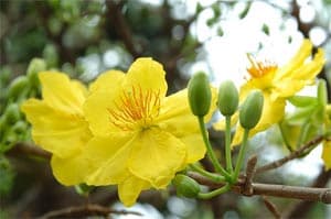Chơi Tết ở  Đoàn 5