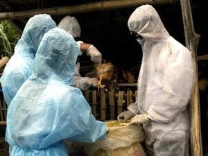 Bệnh nhân H5N1 đầu tiên tử vong trong năm 2010