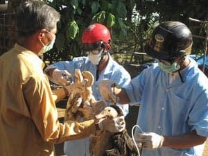 Dịch cúm gia cầm đang tăng nhanh ở nhiều tỉnh