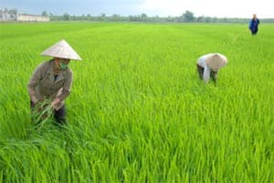 Quyết liệt thực hiện các biện pháp bảo vệ lúa xuân 2009 - 2010